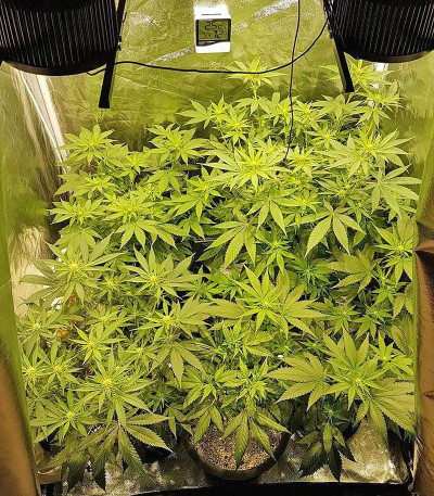 Семена сорта Big Bud fem (Vision Seeds)