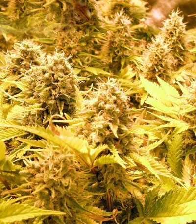 Семена сорта Choc-Matic Auto fem (Dr. Krippling Seeds)