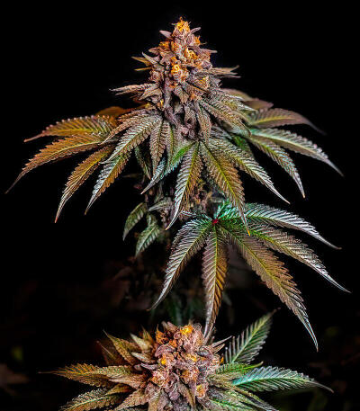 Семена сорта Lemon Cherry Runtz fem (FastBuds)