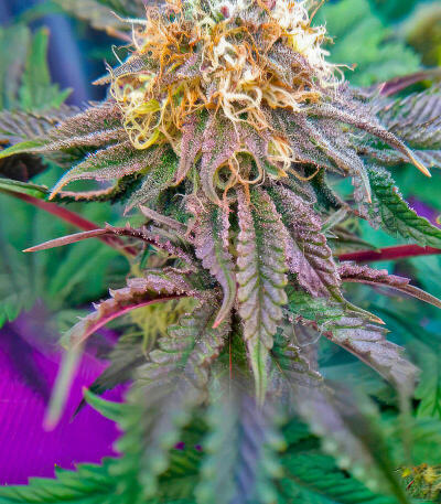 Семена сорта Thin Mint x Sour Pinot Auto