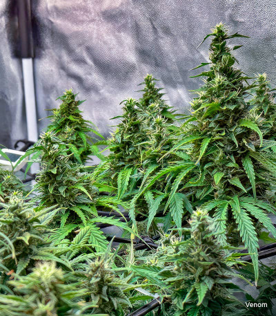 Семена сорта Florida Sunrise Auto fem (7CH American)