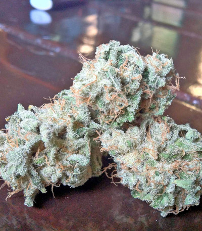 Семена сорта White Siberian fem (Dinafem Seeds)