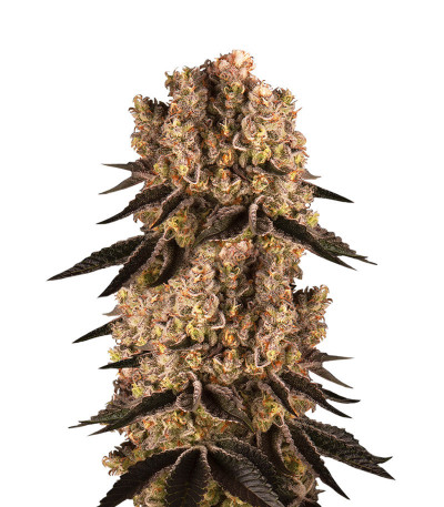 Семена сорта Purple Punch fem (Barney's Farm)