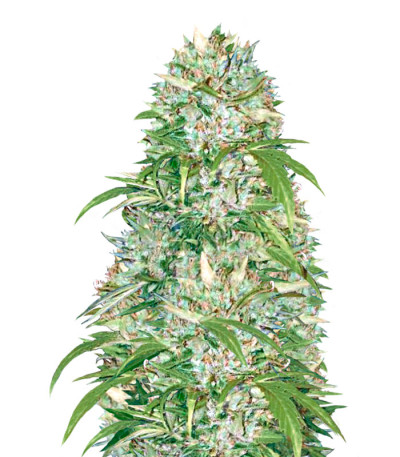 Семена сорта Auto Big Angel fem (Victory Seeds)