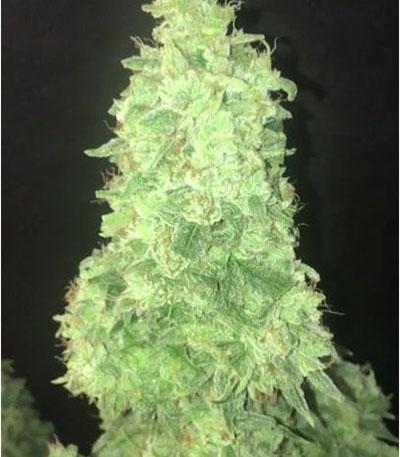 Семена сорта Original Auto White Widow fem (FastBuds)