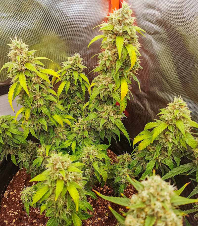 Семена конопли сорта Zoap от 7CH American