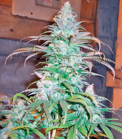 Семена сорта Blueberry Cheese fem (Barneys Farm)