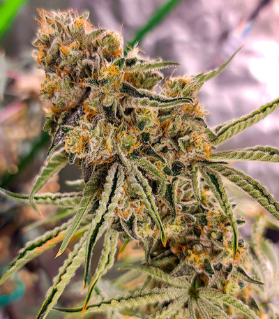 Семена сорта Brain Stroke Auto fem (High Speed ​​Buds)