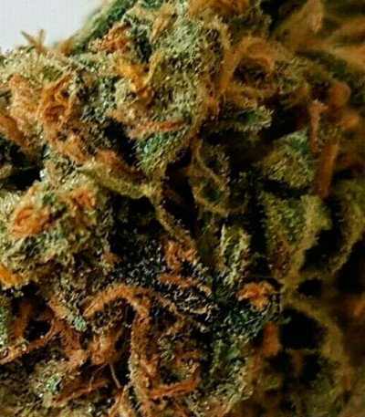 Семена сорта CBD Kong's Kush fem (Sumo Seeds)