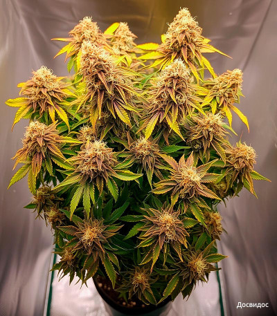 Семена сорта Dos-Vi-Dos Auto fem (Семяныч)