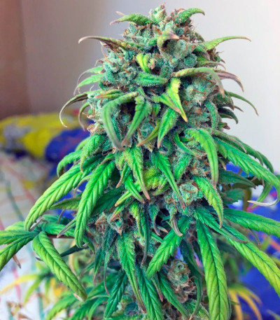 Семена каннабиса Exodus Cheese Auto