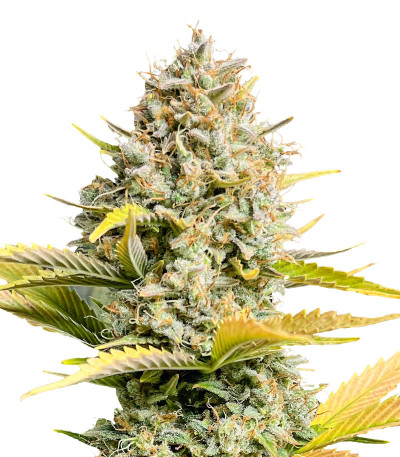 Семена сорта Dozy Sith fem (AlphaFem Seeds)
