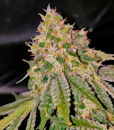 Семена сорта 50 Dragons fem (UKHTA)