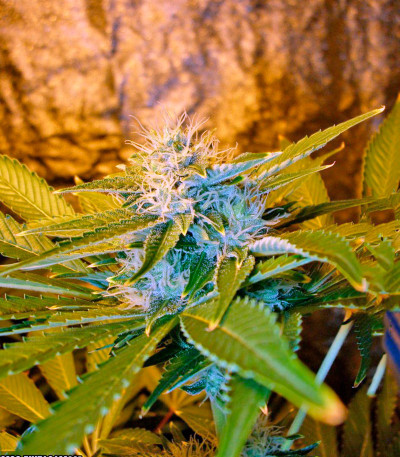 Семена сорта Chronic Haze fem (World of Seeds)