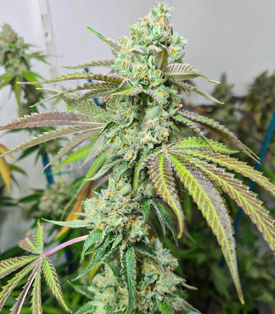 Семена сорта Triple G fem (Royal Queen Seeds)