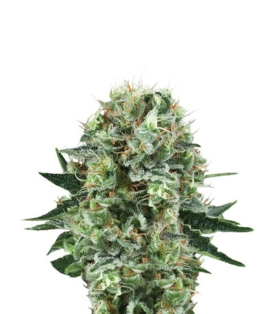 Семена сорта Bubble Kush fem (Royal Queen Seeds)