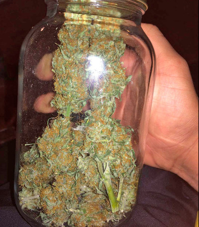 Семена сорта B. Lee Auto (Kickass Auto) fem