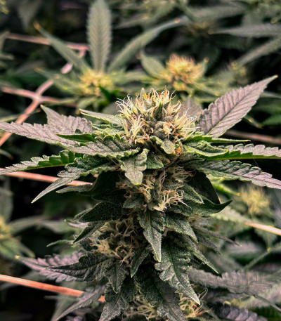 Семена сорта DDoS #33 fem (Herbies Seeds)