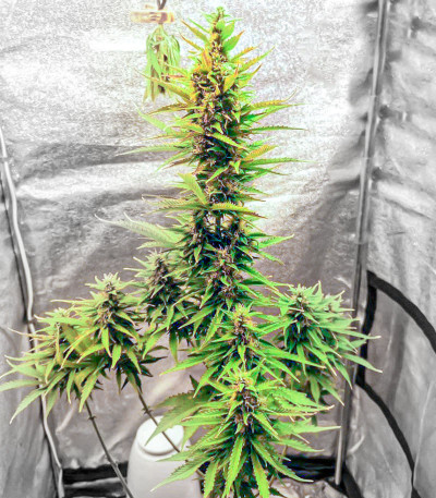 Семена сорта Gelato fem (Cali Buds Seeds)