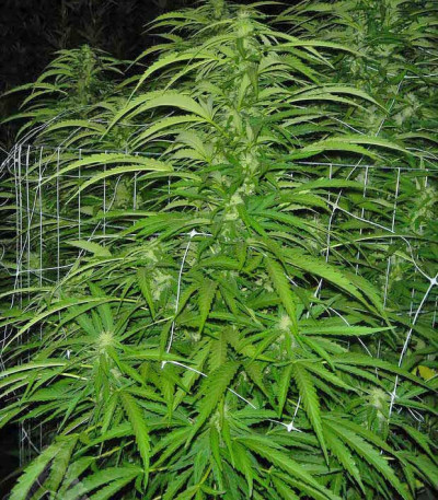 Семена сорта Raspberry Cough reg (Nirvana Seeds)