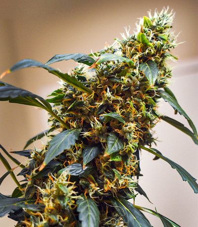 Семена сорта Banana Sapphire fem (Humboldt Seed Organization)