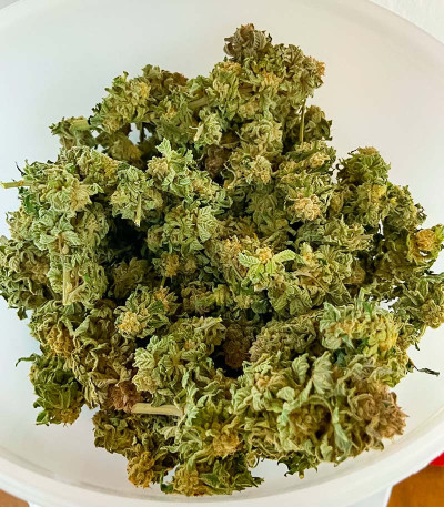 Семена сорта Pulp Friction fem (Green House Seeds)