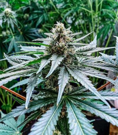 Семена сорта Eleven Roses fem (Delicious Seeds)