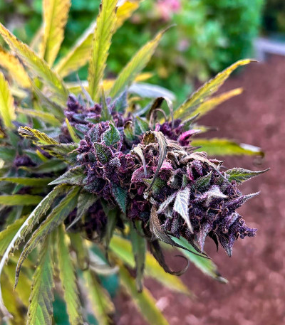 Семена сорта Black Muffin F1 Fast Version fem (Sweet Seeds)