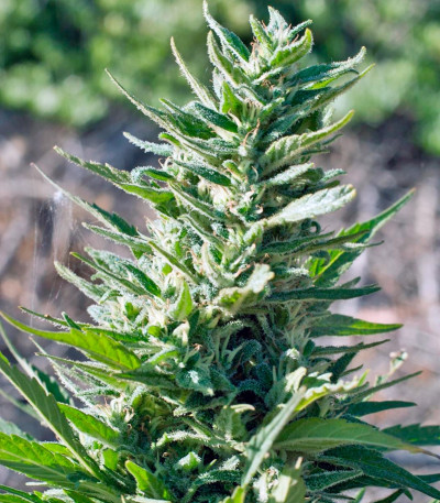 Сорт марихуаны Durban Poison