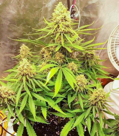 Семена сорта Kaya 47 fem (Advanced Seeds)