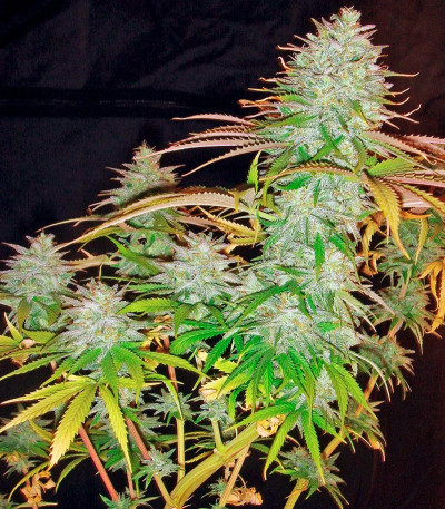 Семена сорта Pure Power Plant reg (Nirvana Seeds)