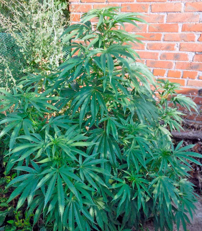 Семена сорта Purple Afghan Kush fem (Dinafem Seeds)