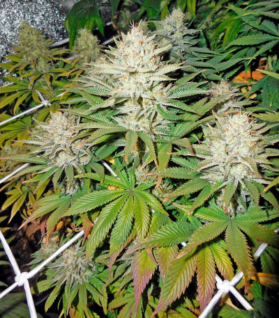 Семена сорта Dinachem fem