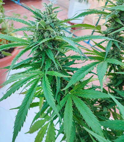 Семена сорта Glue Gelato Auto fem (Barney's Farm)