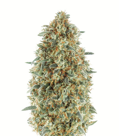 Семена сорта Gorilla Blue fem (Advanced Seeds)