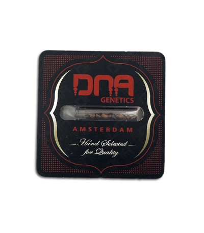 Семена сорта LA Confidential fem (DNA Genetics)