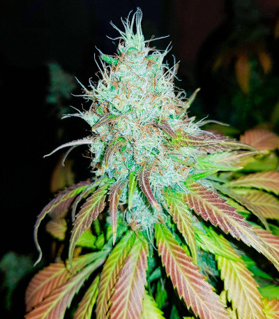 Семена сорта Leisure Zoot Larry fem (Dr. Krippling Seeds)