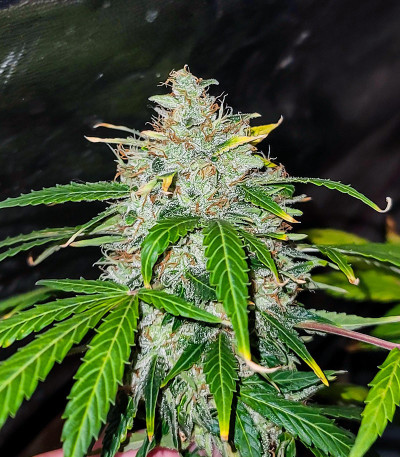 Семена сорта Gelato Glue Autoflower fem (Easy Grow Seeds)