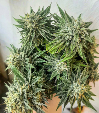 Семена сорта Ice Cream Cake Fast Flowering fem (Humboldt Seed Organization)