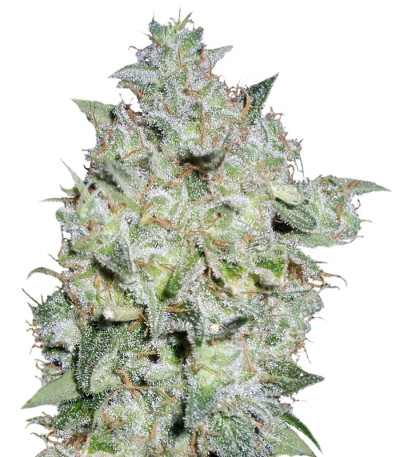 Семена сорта Afghan Kush Special fem (World of Seeds)