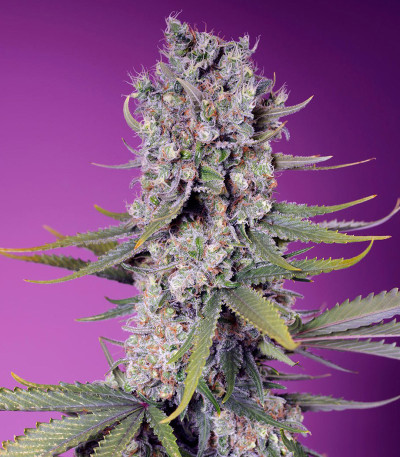 Семена сорта Papaya Zoap F1 Fast Version fem (Sweet Seeds)