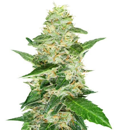 Семена сорта Super Skunk Auto fem (Семяныч)