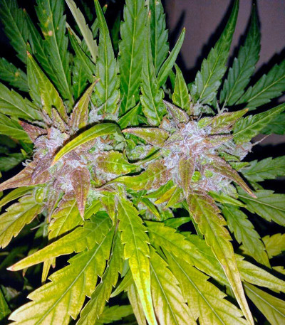 Семена сорта Black Jack Auto fem (Sweet Seeds)