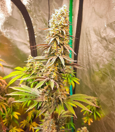 Семена конопли сорта Kush Mints Fast Version