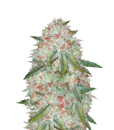 Семена сорта Auto Chocodope fem (Victory Seeds)