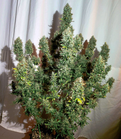 Семена сорта Auto Euforia fem (Dutch Passion)