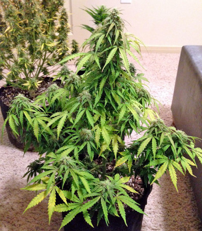 Семена сорта B. Lee Auto (Kickass Auto) fem