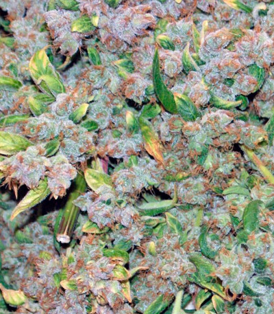 Семена конопли Blueberry regular