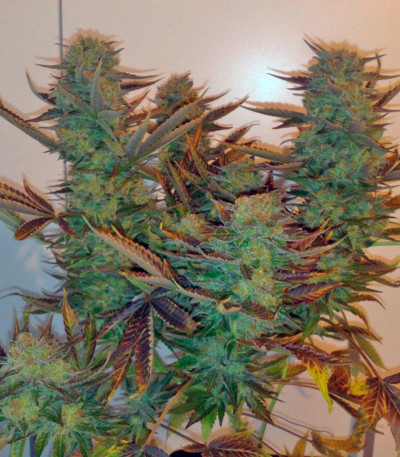 Семена сорта Master kush reg (Dutch Passion)