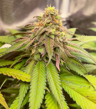 Семена сорта конопли Pink Runtz Auto от 7CH American